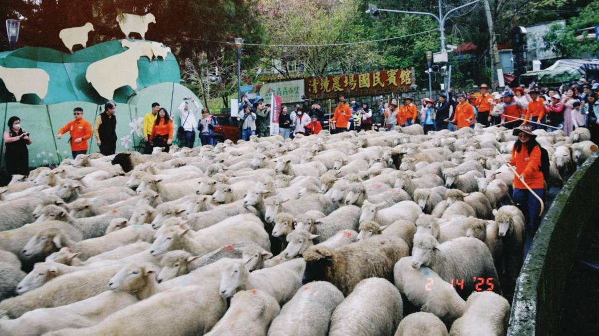 「奔羊節」是清境農場一年一度知名的大活動(圖片來源：清境農場提供)