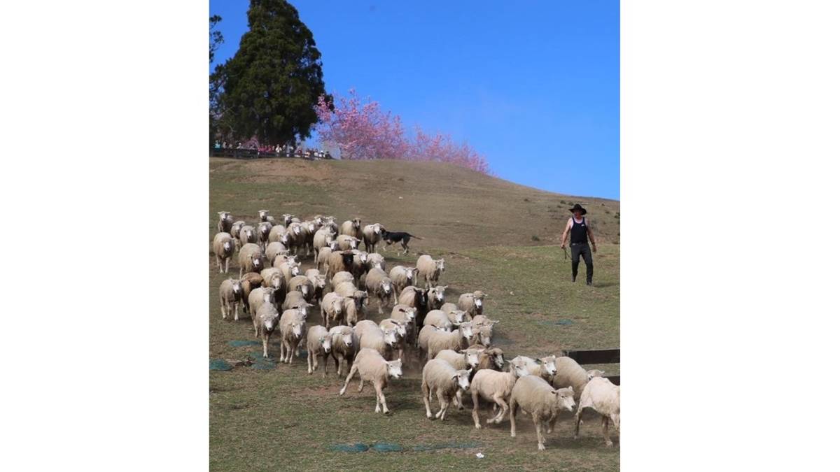 清境農場的綿羊秀在國內相當有名(圖片來源：清境農場提供)