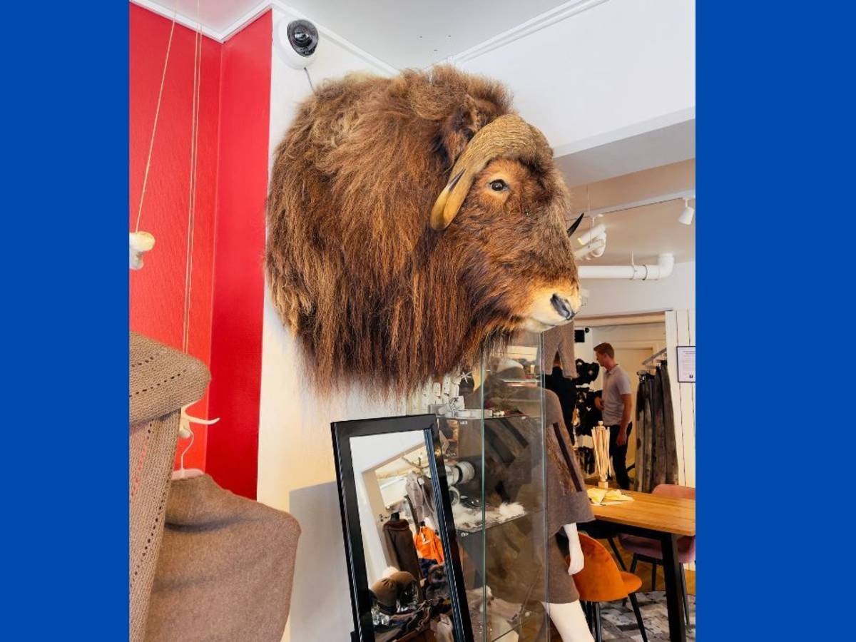 冰上夢土──格陵蘭 Greenland 遊輪女孩 Noniko主講

格陵蘭麝牛（Musk ox）

超厚毛，能抵抗零下40度的低溫

雄壯結實、性情防禦性強

身上產的**麝牛絨（qiviut）**是世界上最輕、最暖的天然纖維之一，價值極高！