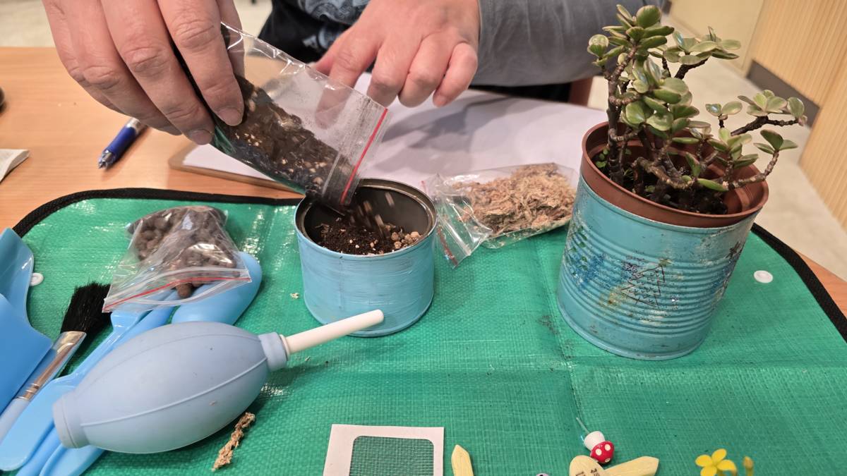 多肉盆栽需要介質才能提供良好通風