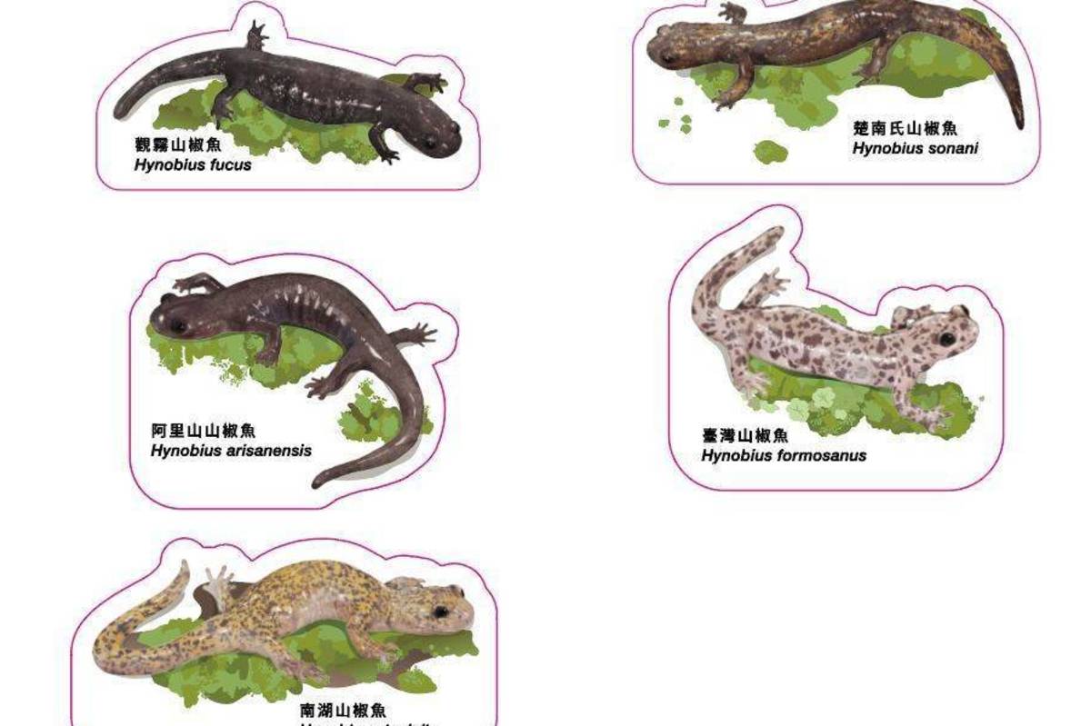 臺灣目前已紀錄5種山椒魚