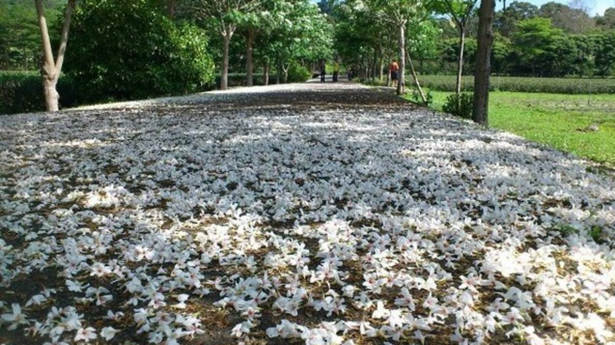 鹿野油桐花步道