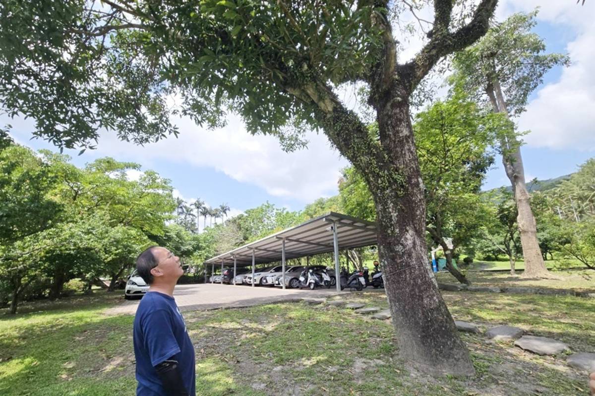 臺東縣利嘉國小校園內有11棵樹齡40年以上的芒果樹，今年受寒害影響，罕見0結果。