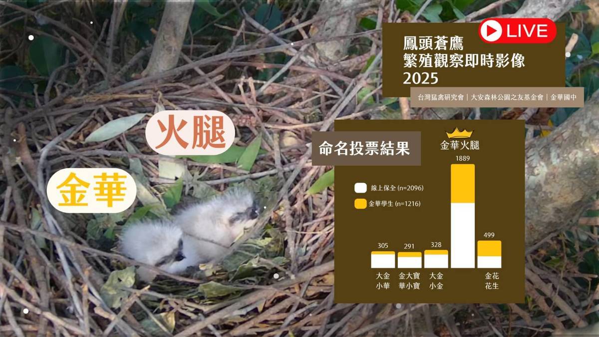 金華國中舉辦為鳳頭雙寶舉辦命名活動，獲得上千位網友熱情參與