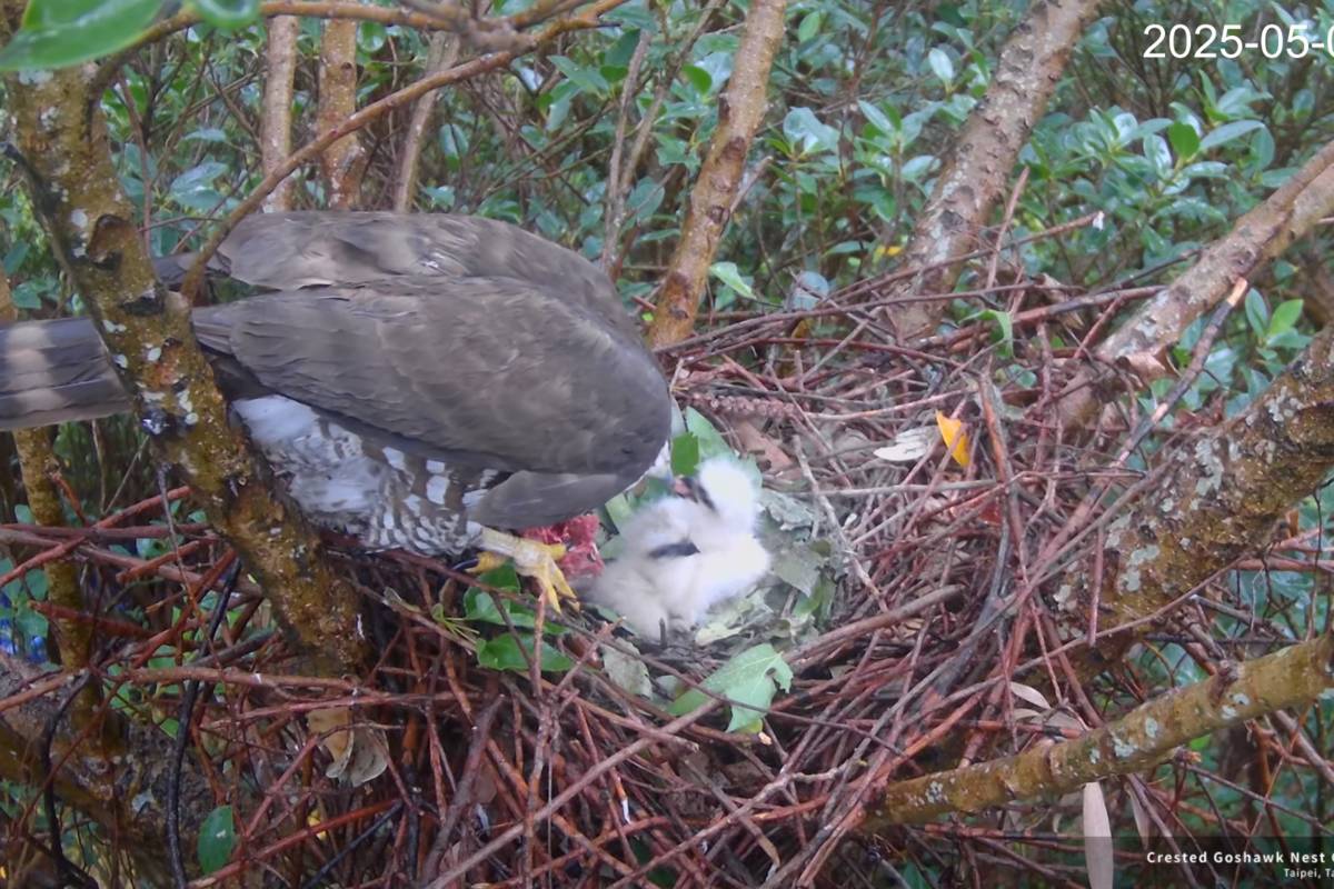 鳳頭蒼鷹在金華國中校園內育雛，民眾可透過直播看見「花媽」餵食幼鳥