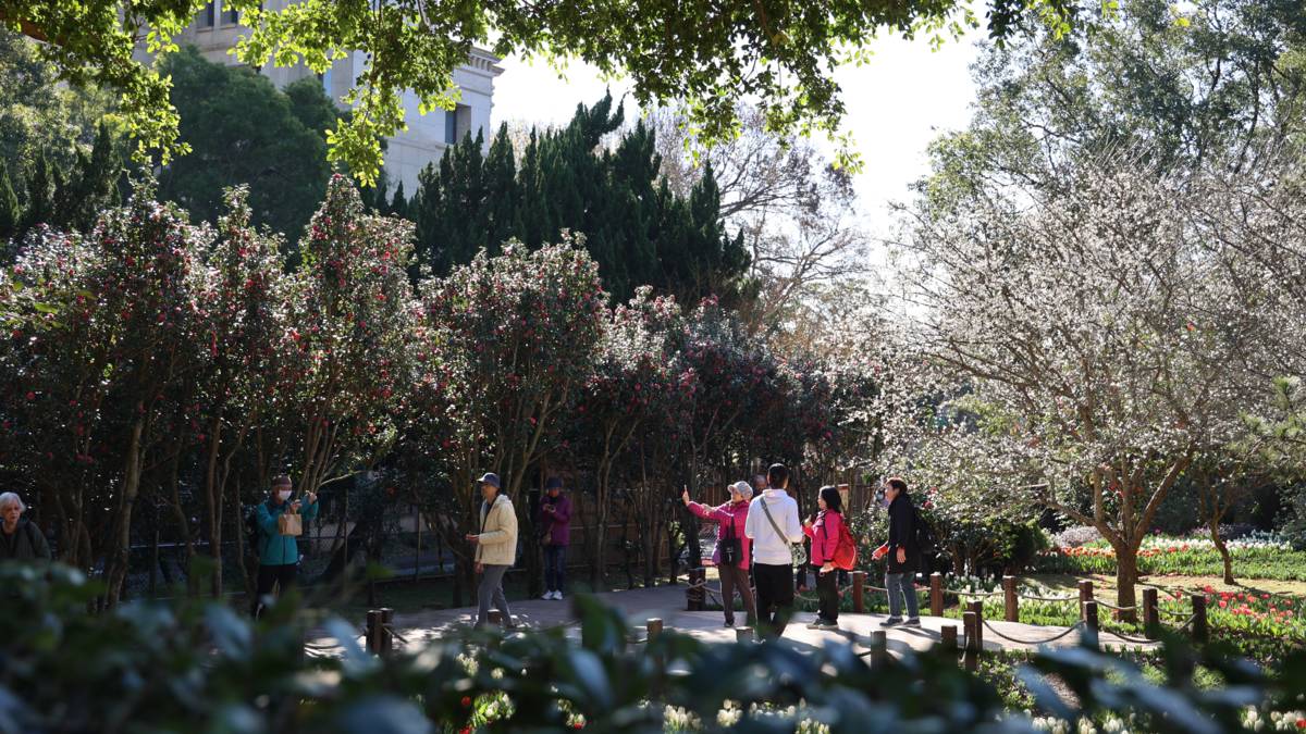 2025台北茶花展 _花卉中心提供