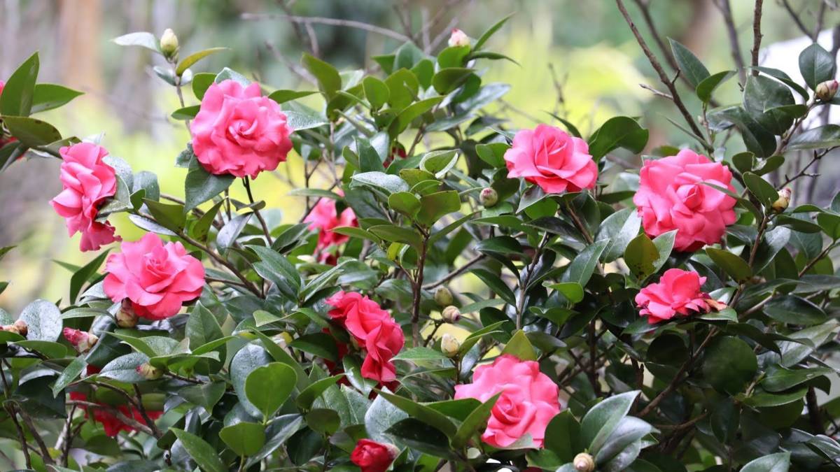茶花盛開 _花卉中心提供