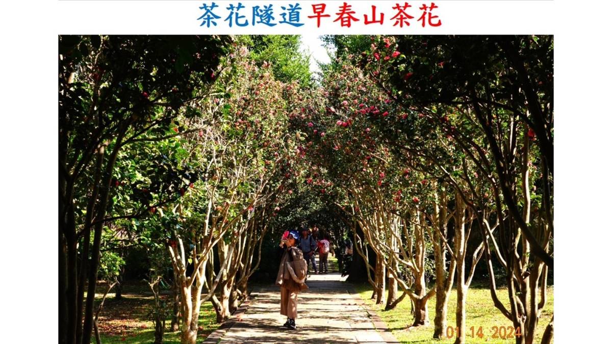 茶花隧道_林振興老師提供
