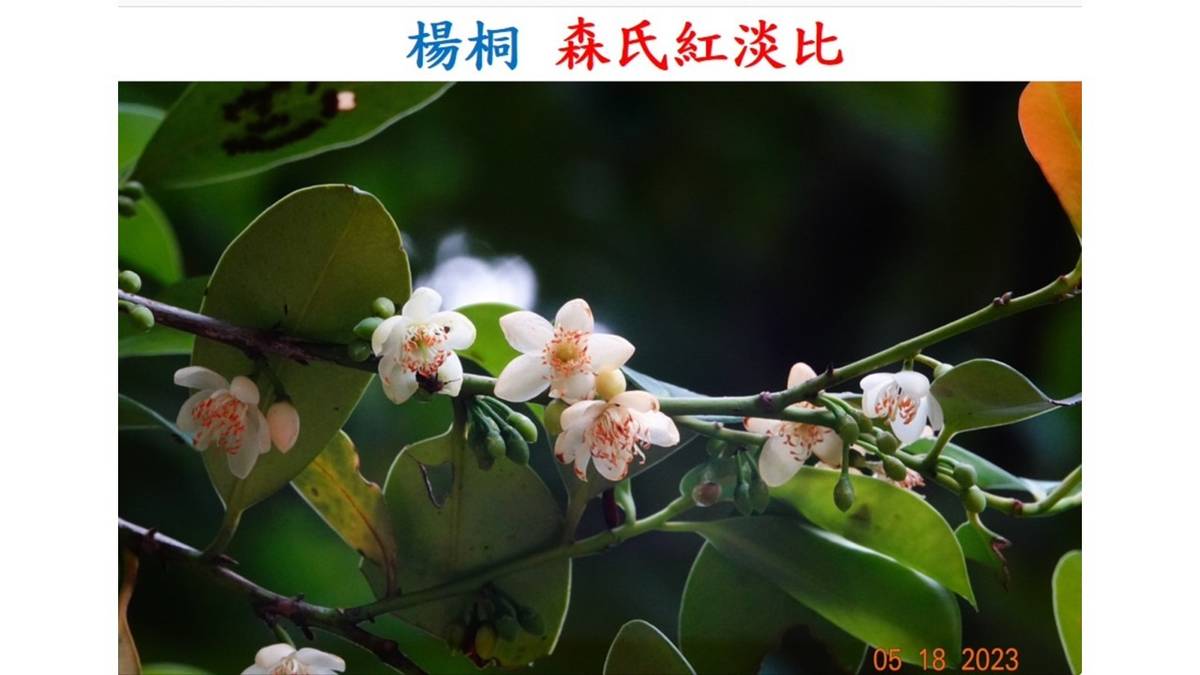 楊桐 森氏紅淡比_林振興老師提供