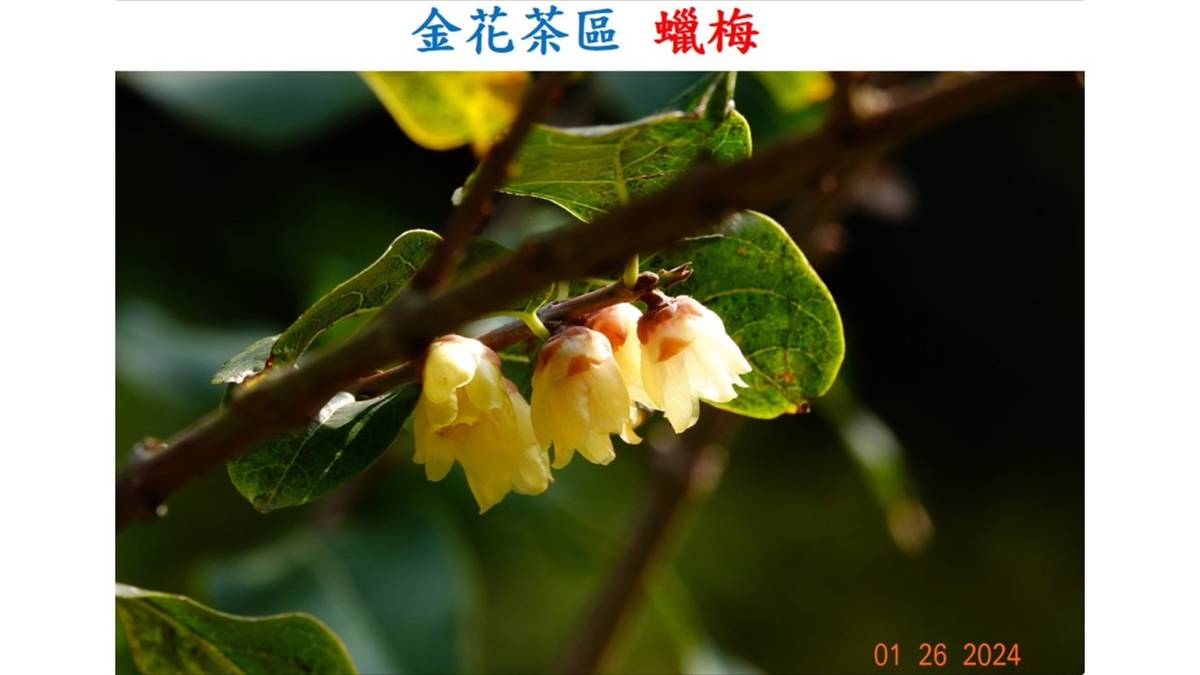 蠟梅_林振興老師提供
