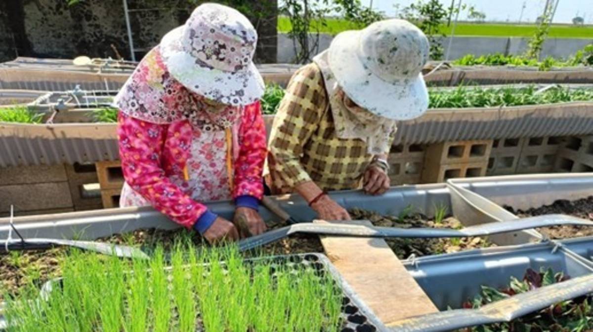 校園規劃不彎腰菜園，貼心讓長者站著就能進行栽種活動