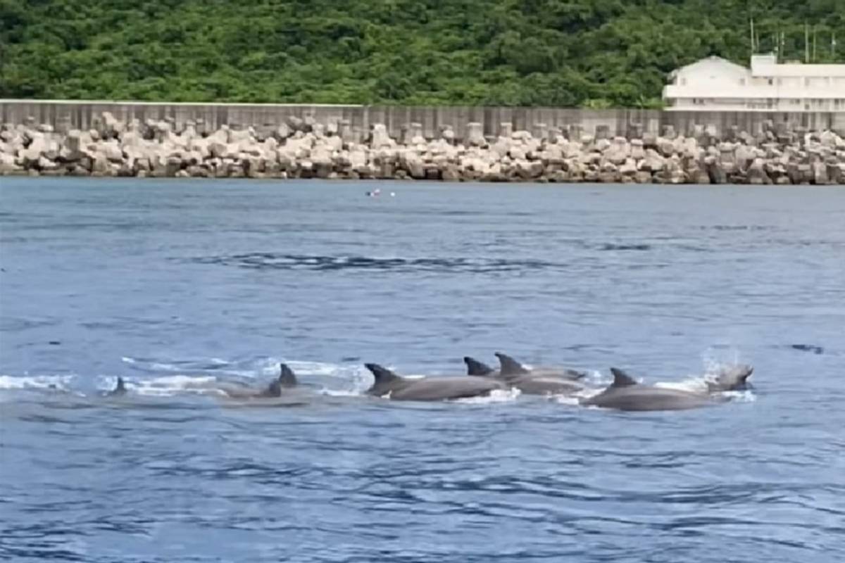 綠島潛水教練日前帶潛客準備到石朗「摩艾石像」潛點潛水，意外遇上10幾隻臺灣海域少見的偽虎鯨在碼頭邊戲水，令潛客直呼「超級幸運！」（綠島海子潛水民宿教練小潘提供）

 