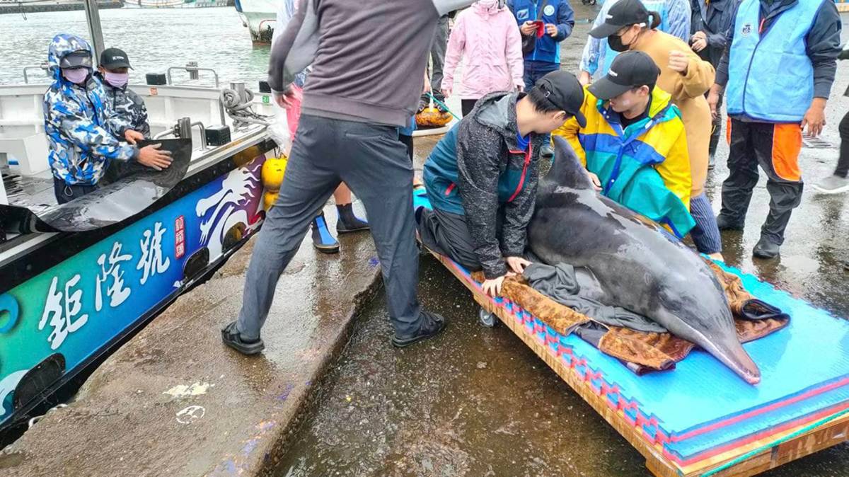 海洋教育、鯨豚救援及放生_萬豪船舶提供