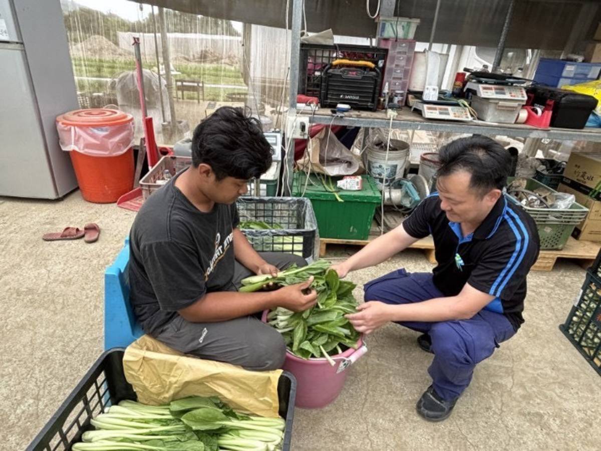 「布谷拉夫武陵農場」農場主陳孝偉(右1)指導印尼青農蔬菜集貨包裝。(農業部臺東區農業改良場提供)
