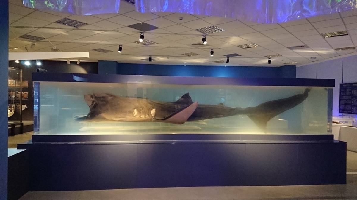 「保護海洋巨獸」活動透過探索巨口鯊的神秘世界，共同守護海洋生物的健康。(海科館提供)