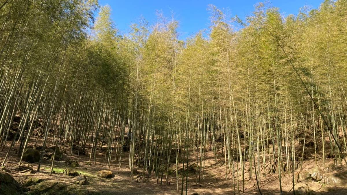 大鞍竹海茂盛的竹林
