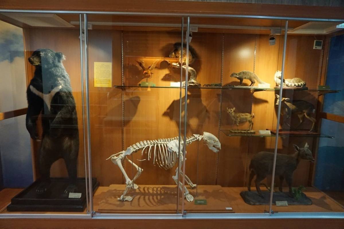野生動物標本展示/圖片取自:台灣山林悠遊網