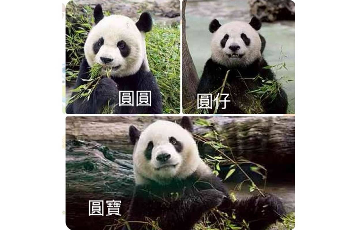 臺北市立動物園為大貓熊家族成員慶生，並首推「大貓熊獸醫聊天室」