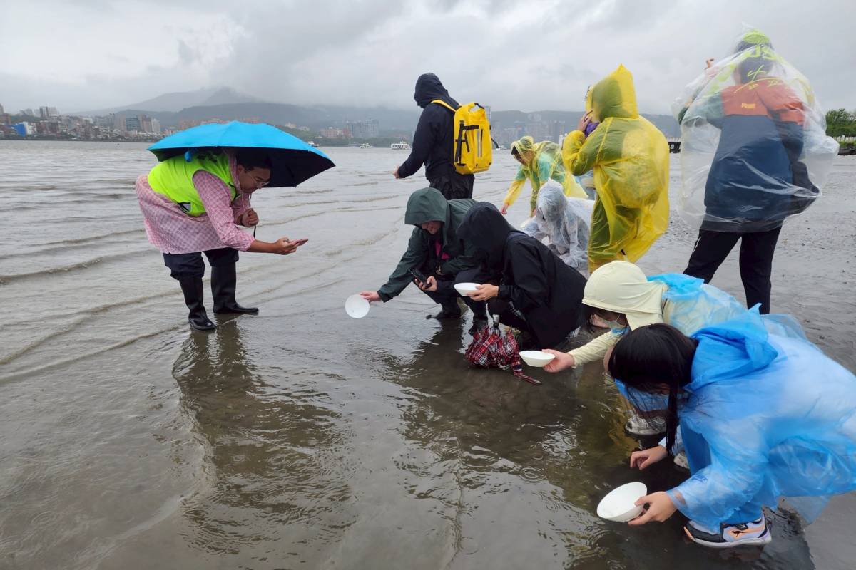 臺北市教育局舉辦「送小鱟回大海」活動，學生在潮間帶放流