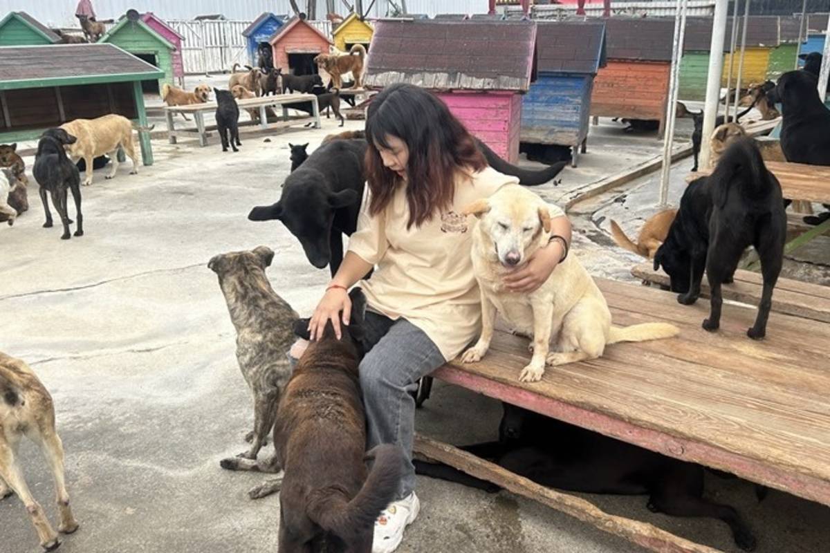 學生與流浪犬互動（圖源：虎尾科大）