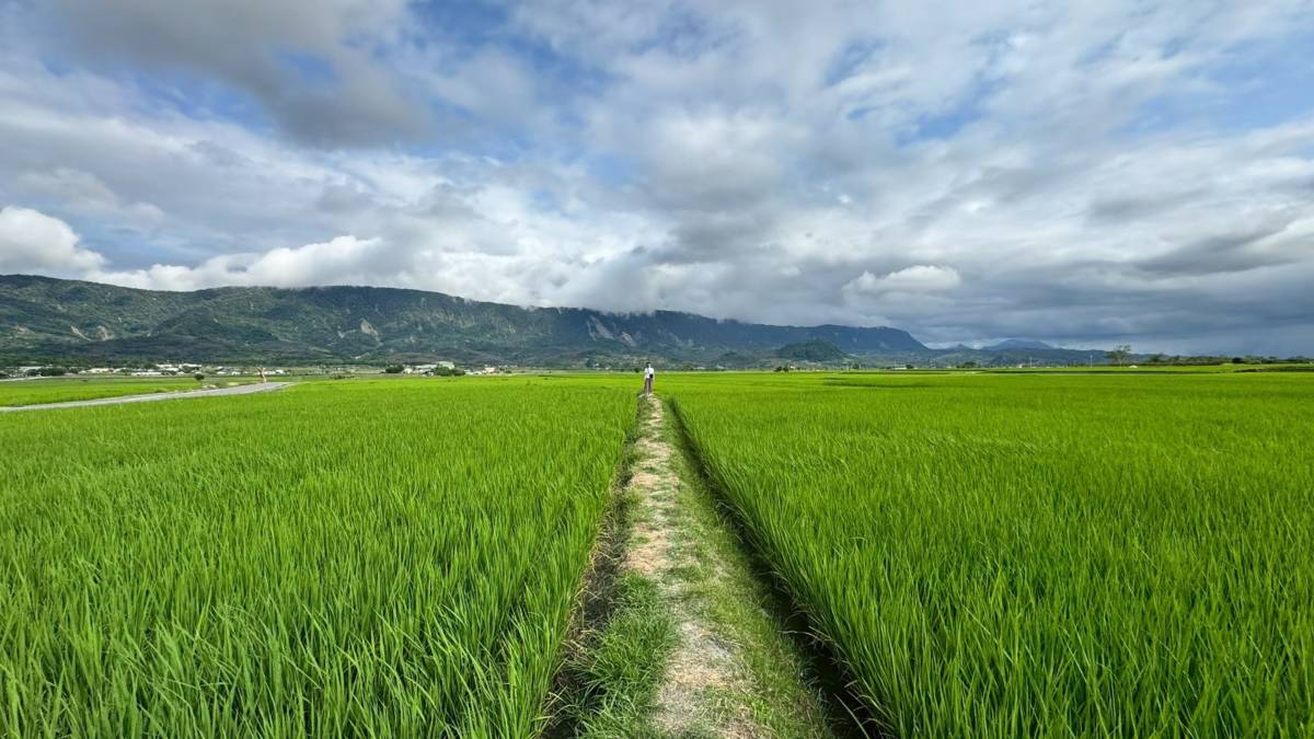 池上一望無際沒有電線桿的稻田風光
