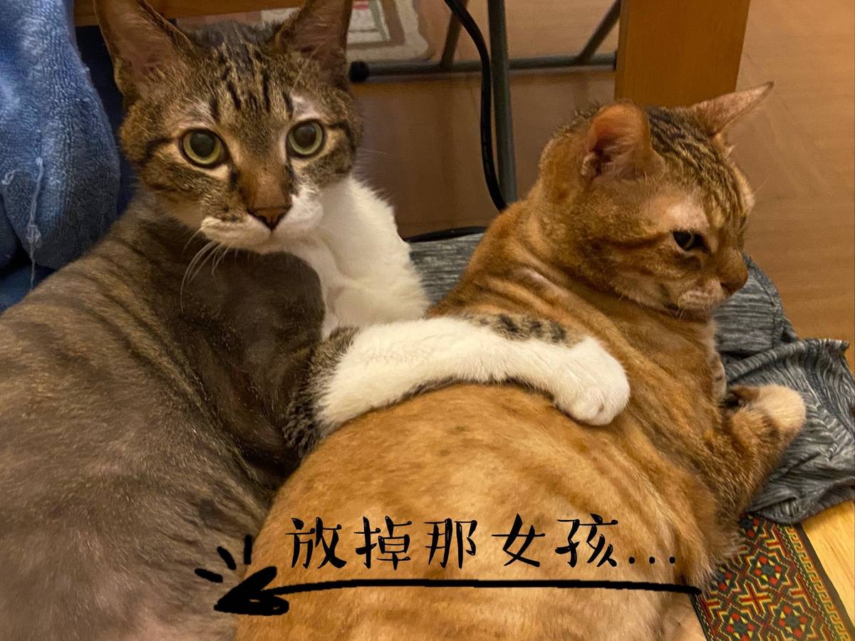 寂之（阿呆）喜歡抱著芼芼