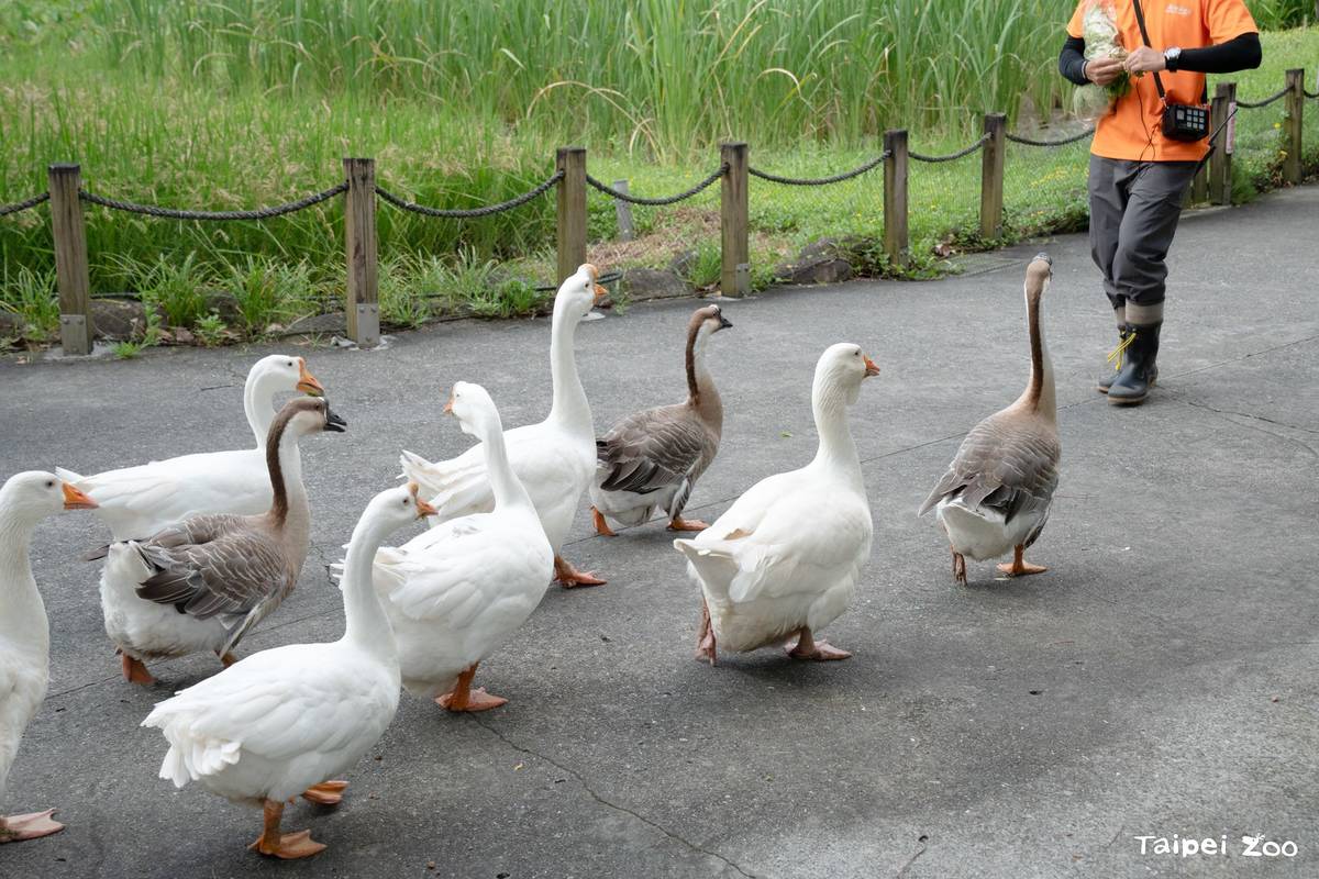 週六傍晚動物園將有受歡迎的家鵝遊行