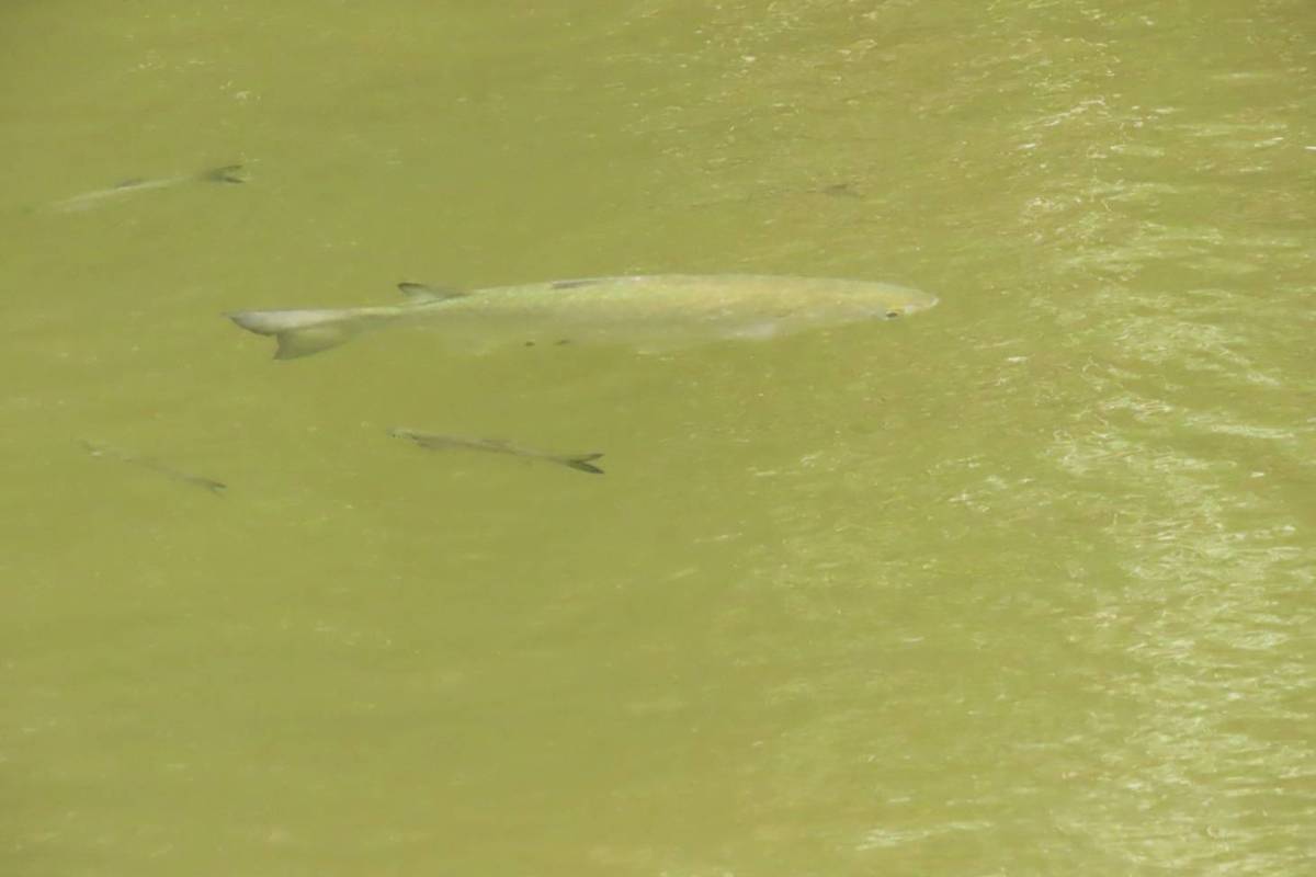 烏仔魚、豆仔魚再次現蹤大坡池