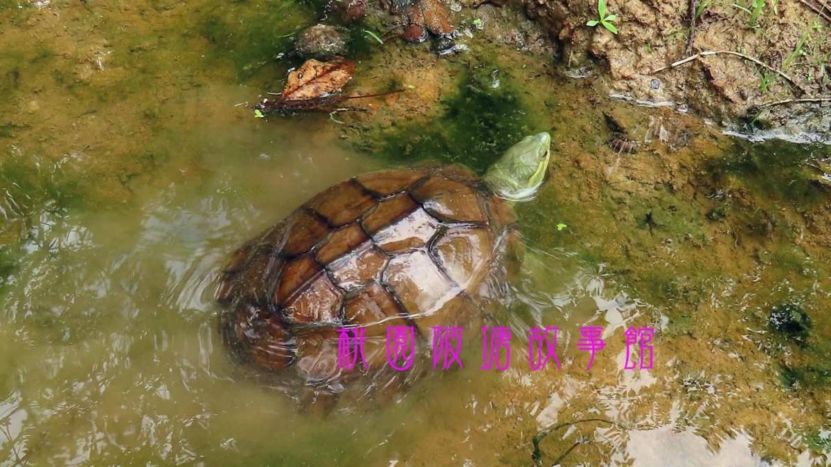 淺山環境的陂塘小而美，裡頭有許多珍稀的野生動物（圖為柴棺龜)