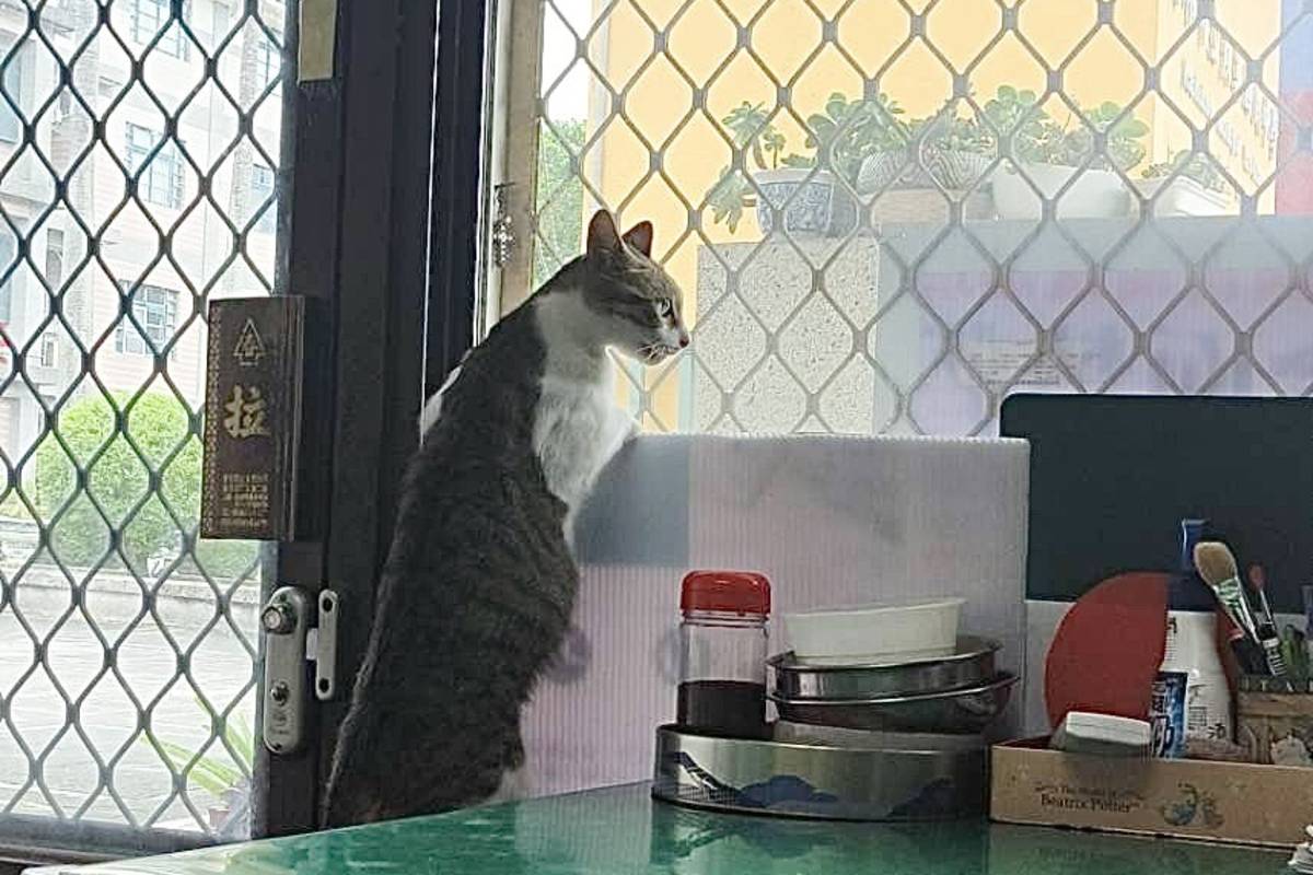 燕巢國中的流浪喵事 帶學生關懷生命