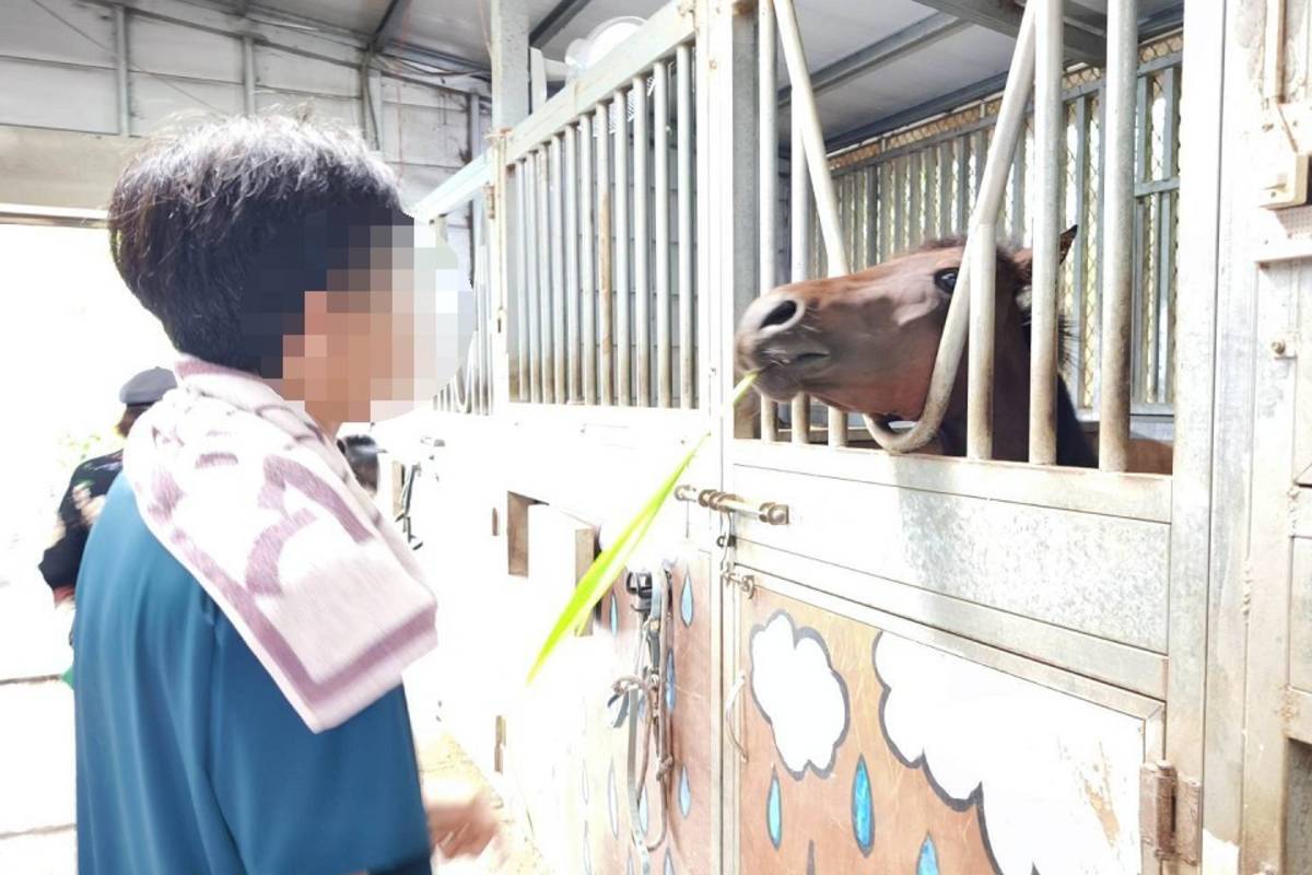 孩子餵馬匹牧草