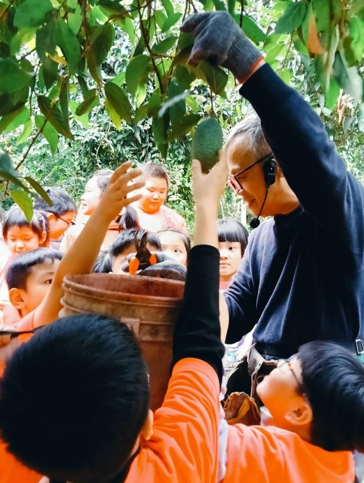 園主帶小朋友從樹上摘下愛玉果