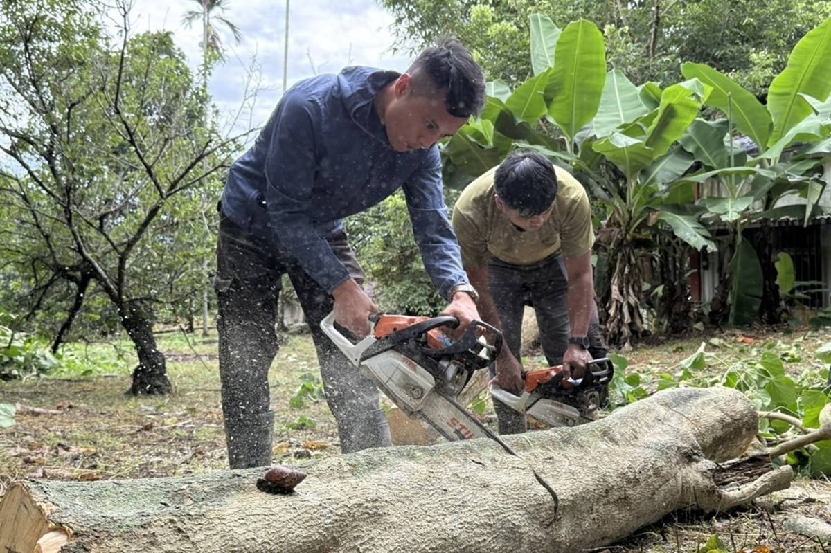 部落抓地力團隊成員採集製作刀柄刀鞘的原料