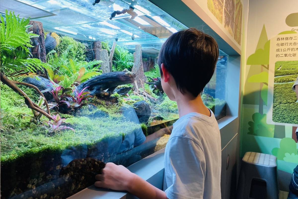 小朋友專注觀察特展中的綠碳（森林）展區，認識陸地生態系在碳循環中的重要性
