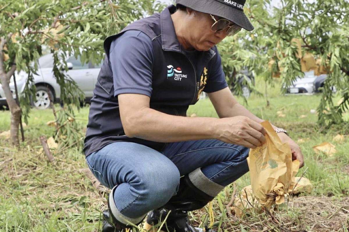 臺東市長陳銘風看到釋過園滿地落果，為農友損失慘重呼籲中央從寬從優從速進行災損補助。