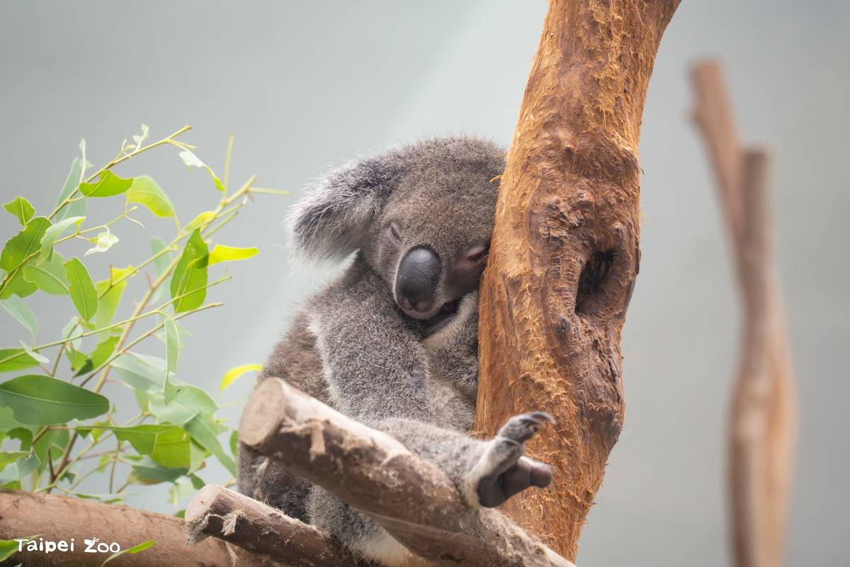 動物園表示，樂齡長者可向無尾熊學習，以有節奏的生活方式維持身心平衡