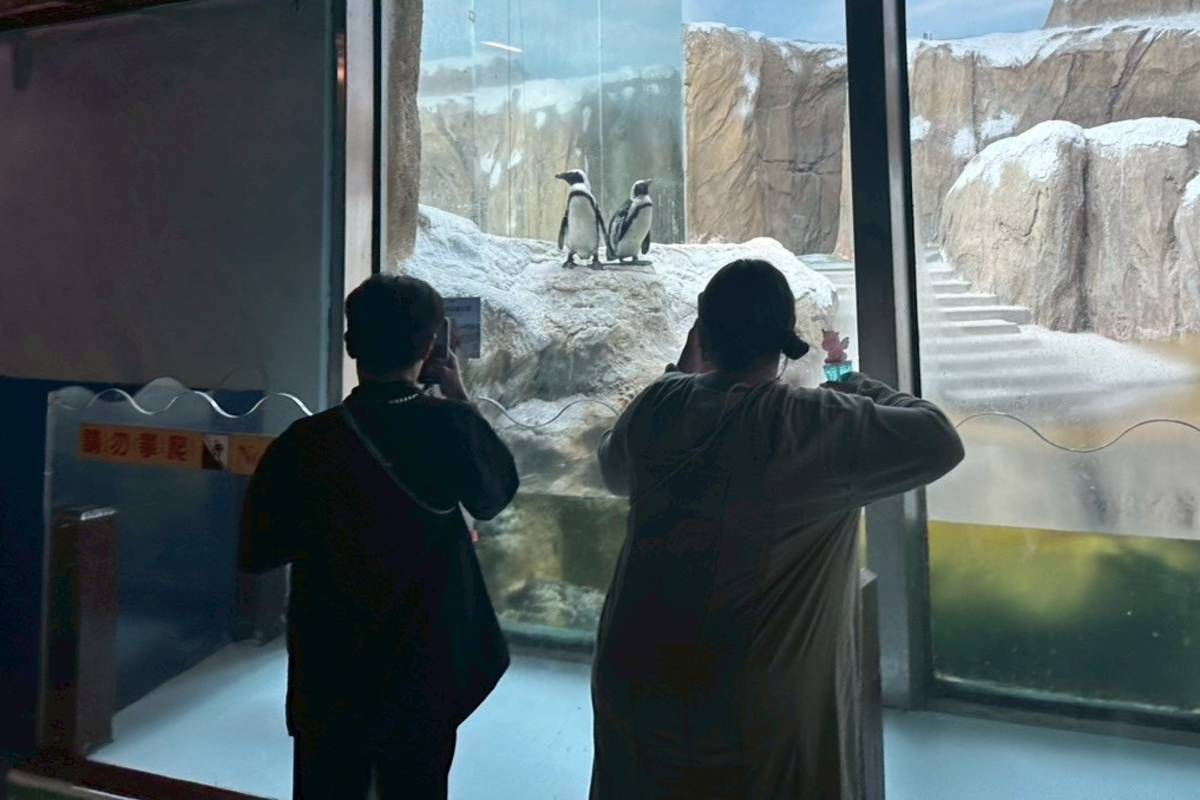 在動物園看企鵝