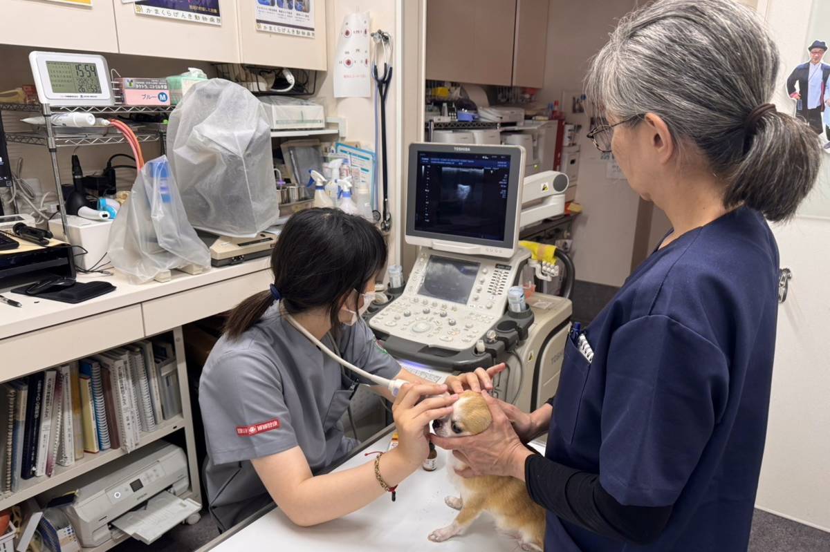 嘉大獸醫系學生赴日海外研修 拓展國際視野