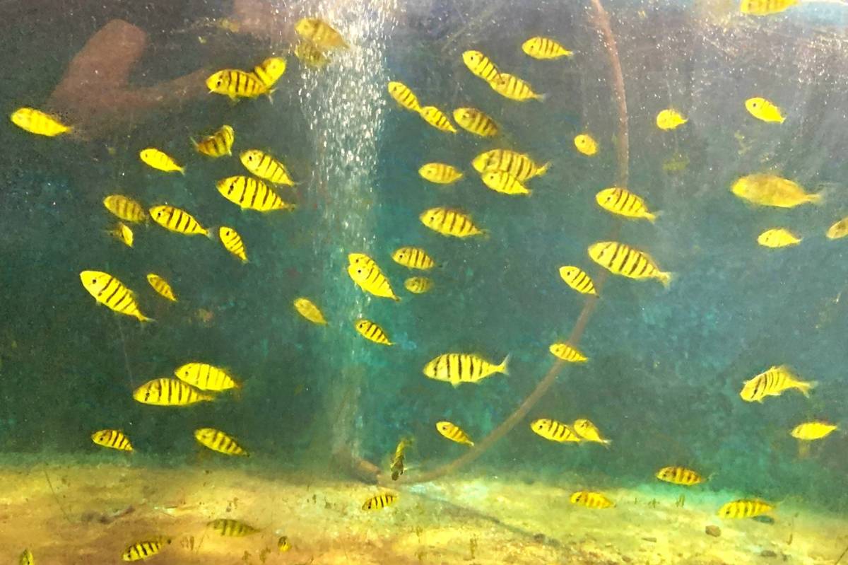 微塑膠升高黃金鰺仔魚死亡率 海生館研究登上國際期刊