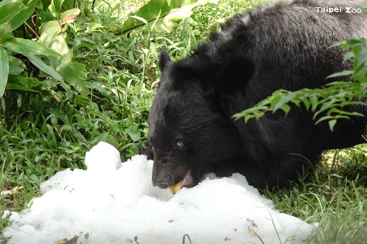 炎熱高溫下，臺北市立動物園黑熊吃冰消暑