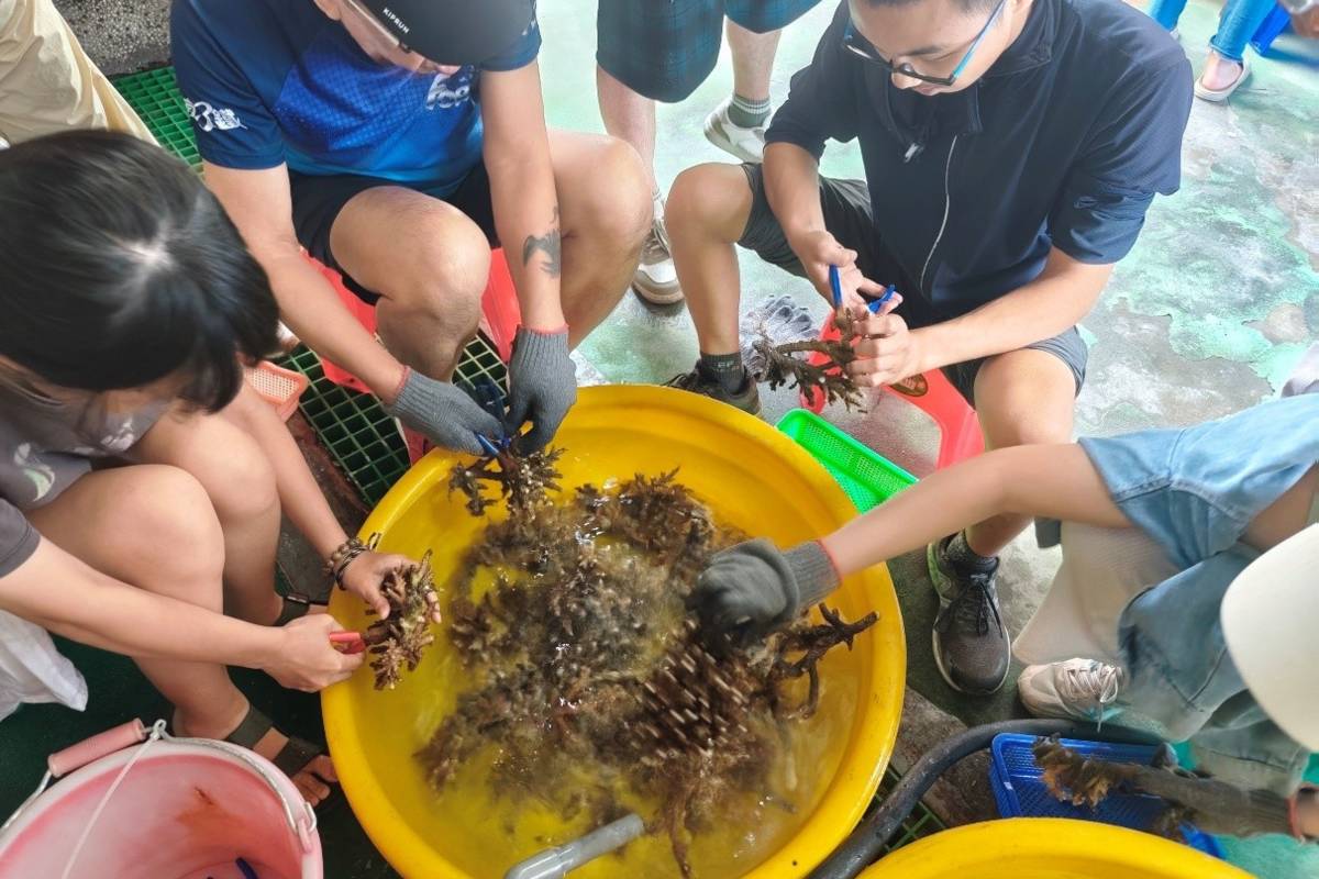 東華大學修課同學們進行珊瑚株剪枝作業