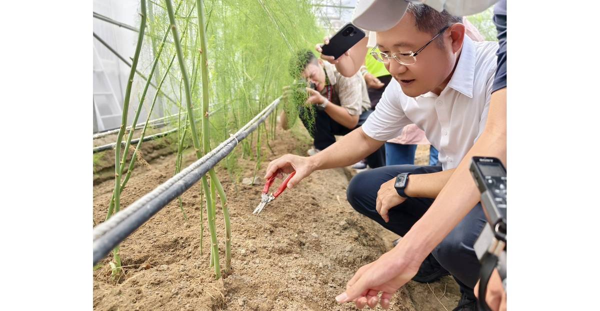 嘉義縣溪口鄉崙禾社企陳梧桐的蘆筍創生路