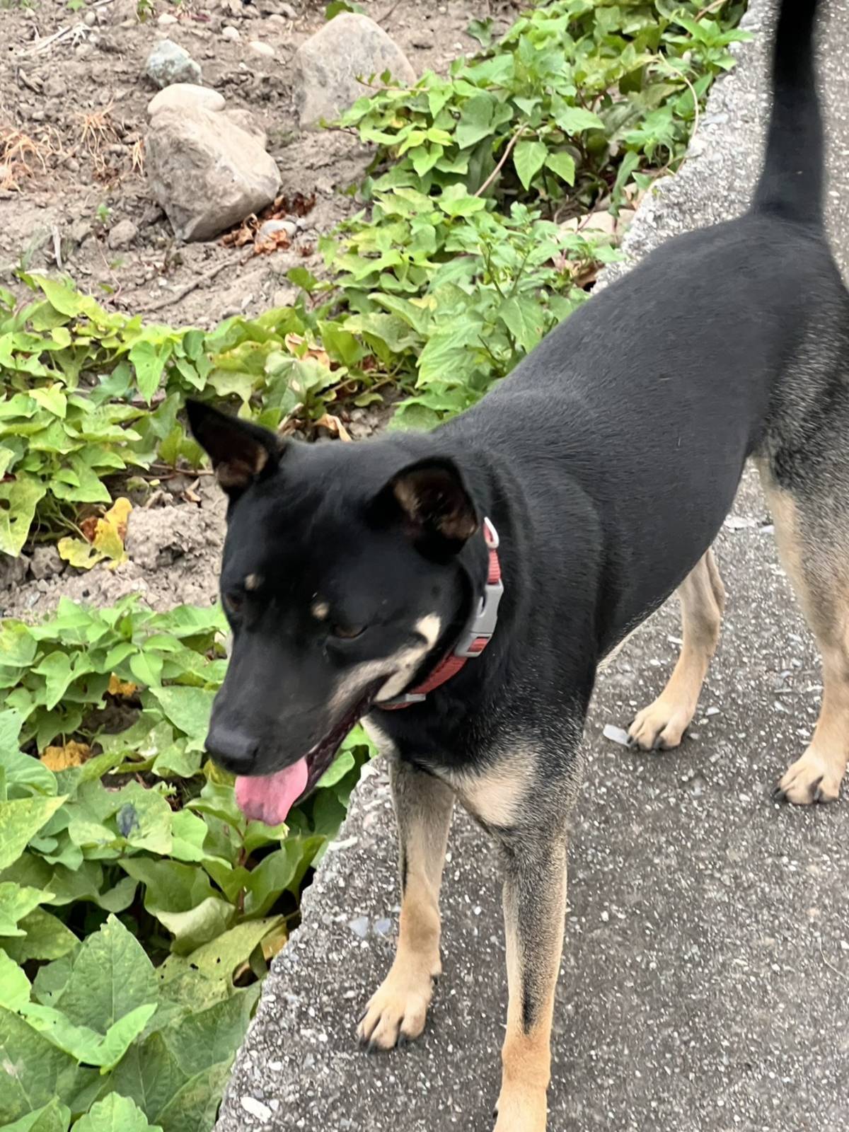 黑土有兩點眉毛，不仔細看就像柴犬