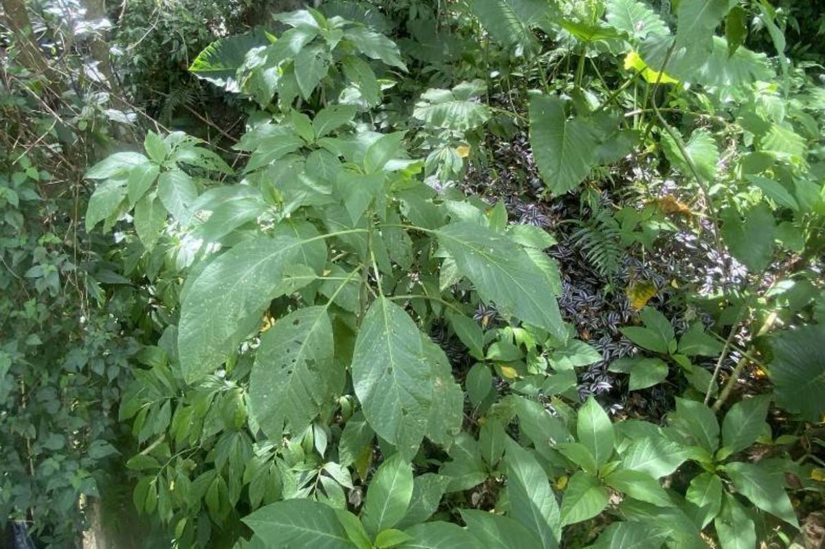 臺東縣衛生局長孫國平呼籲民眾，不明動植物千萬不要食用，以免發生誤食而中毒。