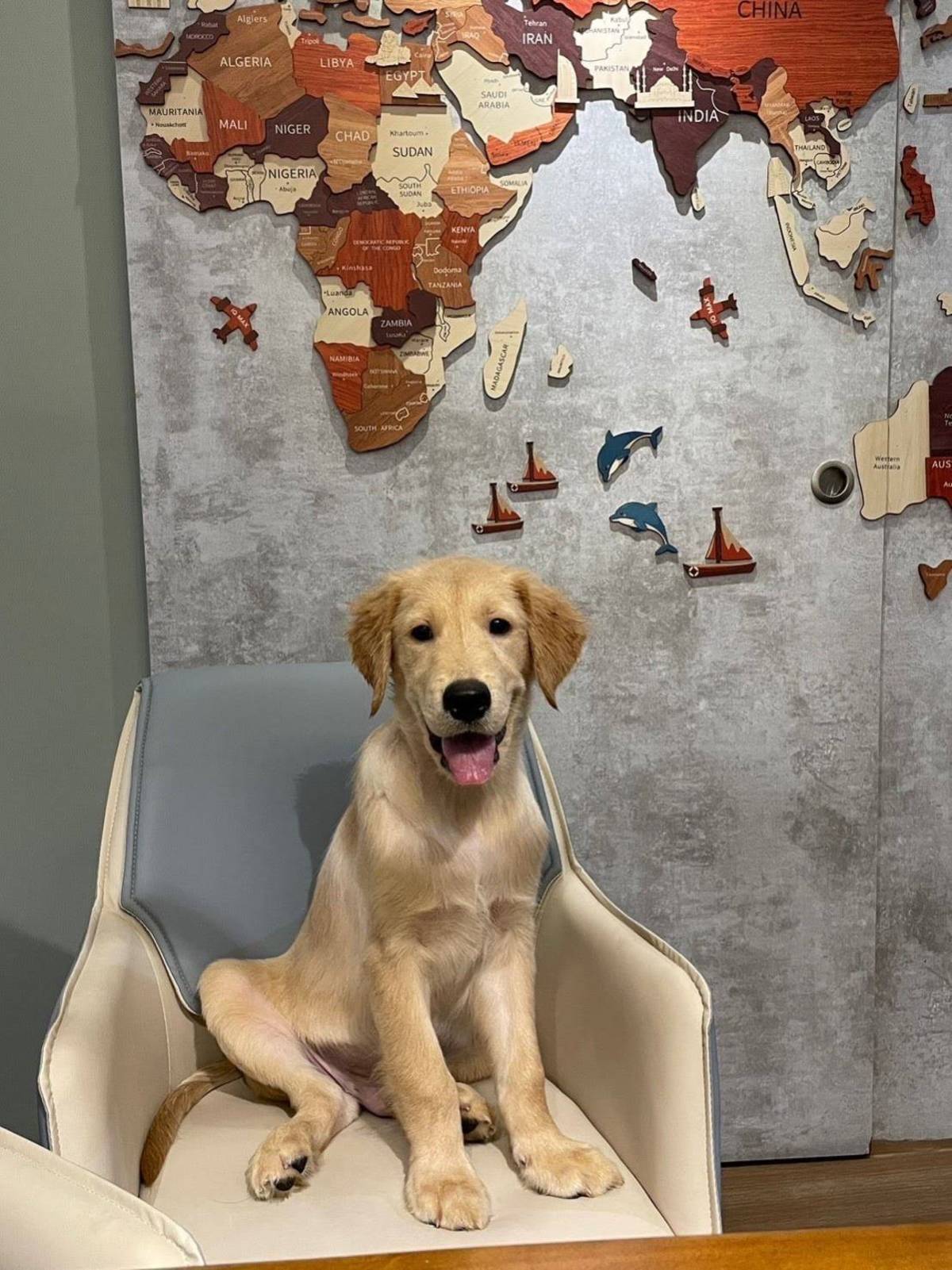 博楷與小高養的黃金獵犬－多多