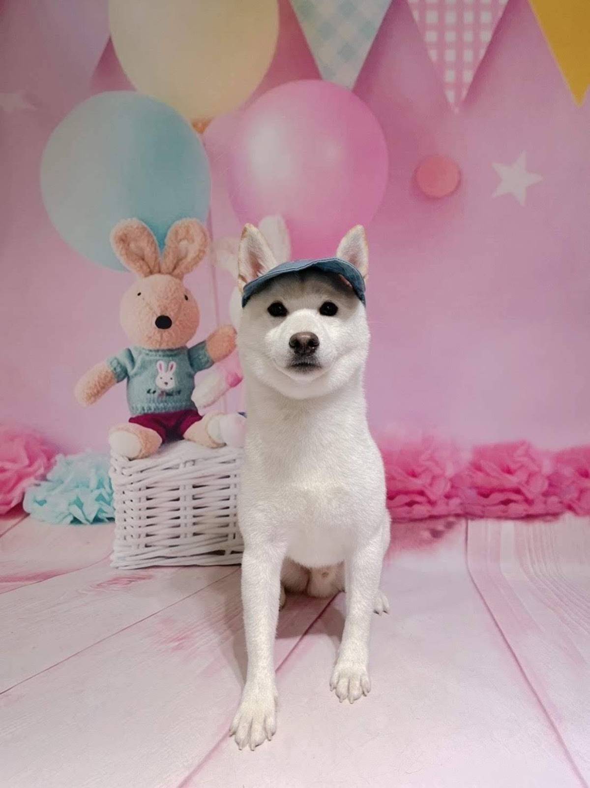 博楷哥哥養的柴犬