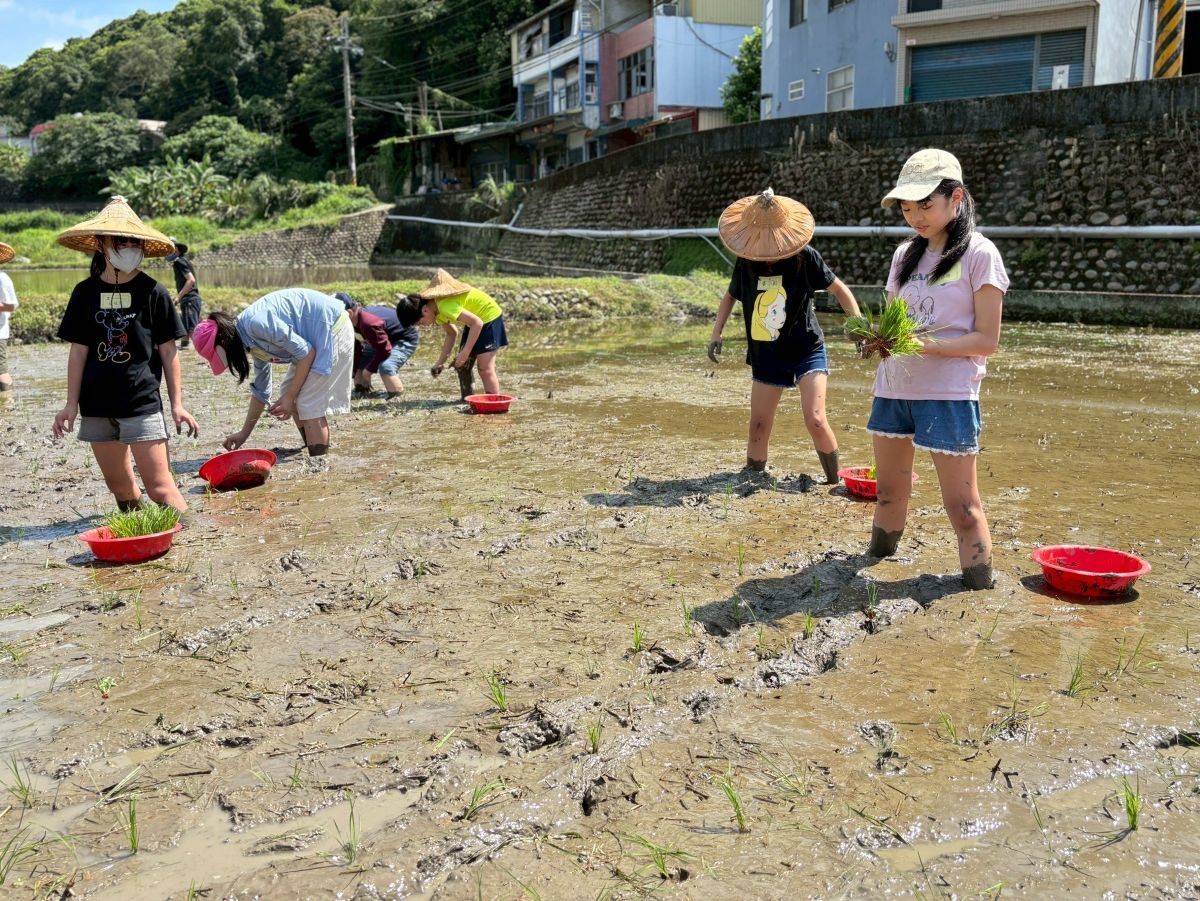 孩子們捲起褲管、赤腳踩進泥田，彎腰將一株株秧苗插入泥土，體驗農作辛勞