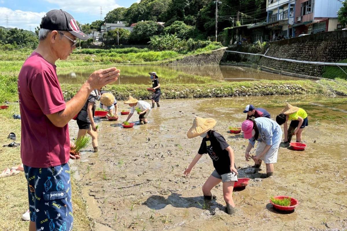 桃園市龜山區自強國小舉辦「夏耘夢田插秧趣」活動，師生前往鄰近的農場，體驗食米課程