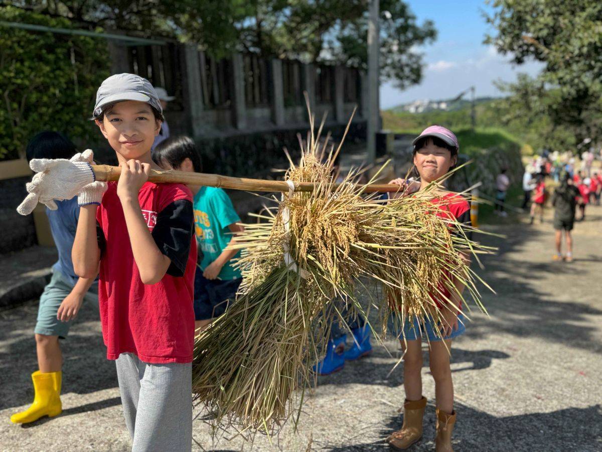 學生將整束後的稻穗協力搬回學校，象徵學習好運稻 
