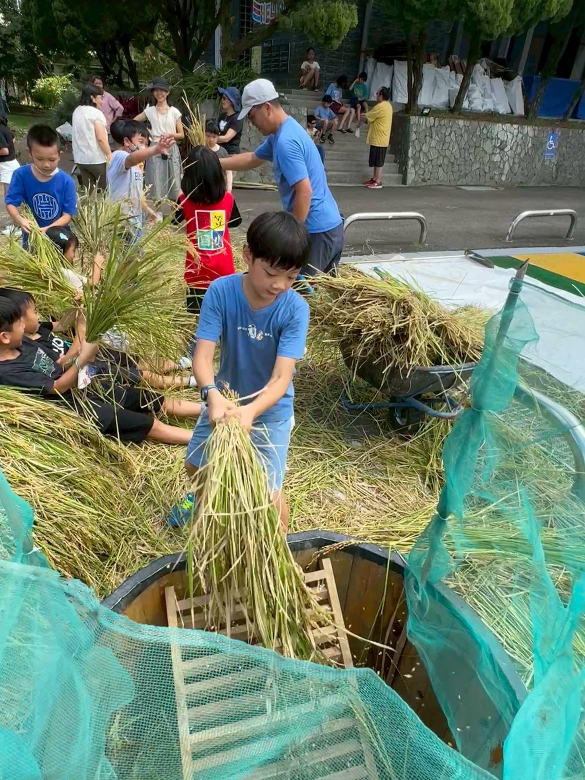 學生人力甩稻，讓稻殼脫離稻穗